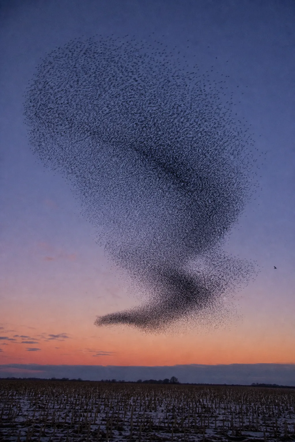 A murmuration of starlings. Real starlings. Not metaphorical, not symbolic, not rendered as data or light …